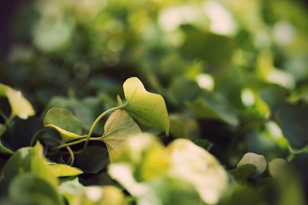 Macro image of leaves and grass