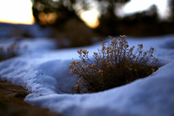 Spring grass peeked out from under the snow