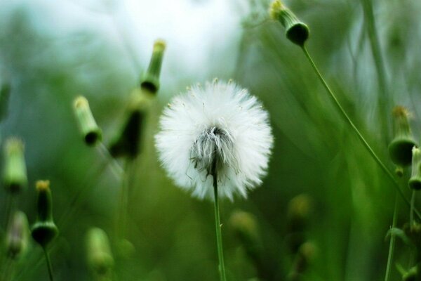 Pissenlit blanc dans un champ vert