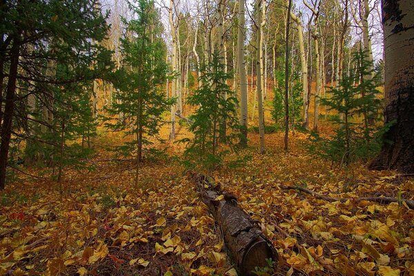 Bosque amarillo de otoño con abetos verdes