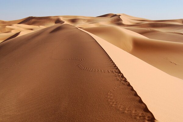 Footprints in the desert on the sand