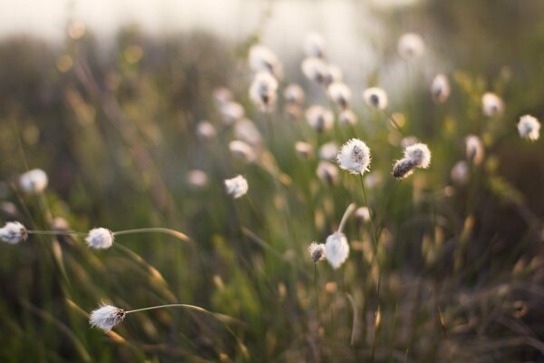 Green grass macro photo