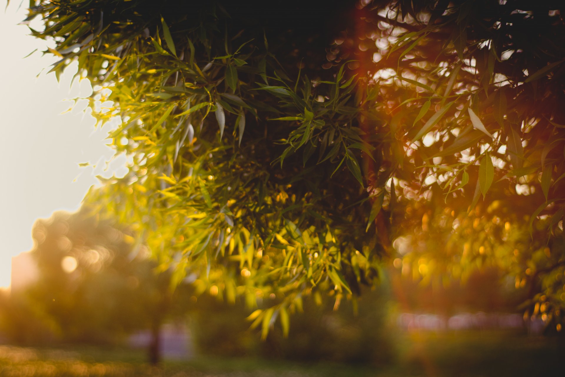 feuilles branches bokeh