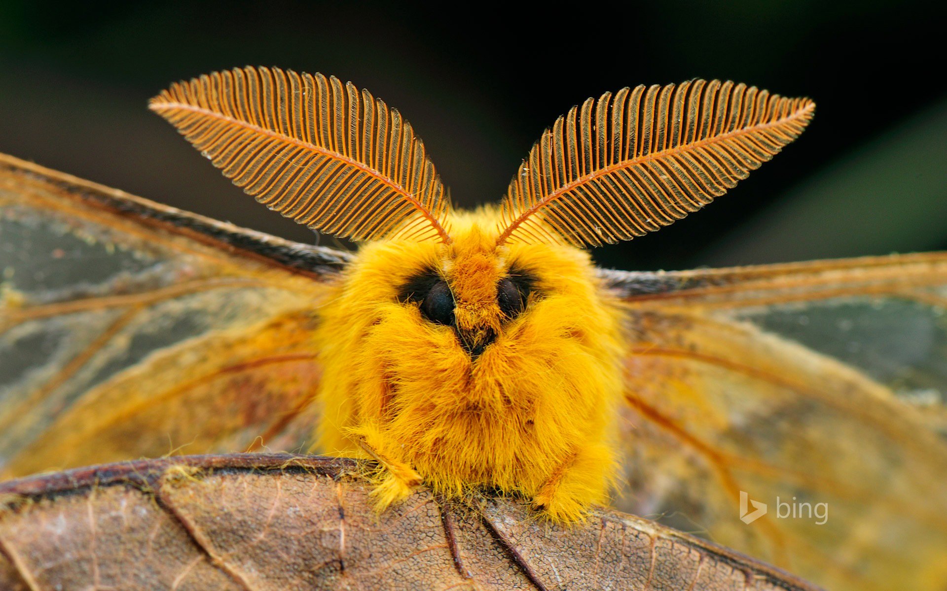 chine ver à soie insecte yeux ailes feuille nature