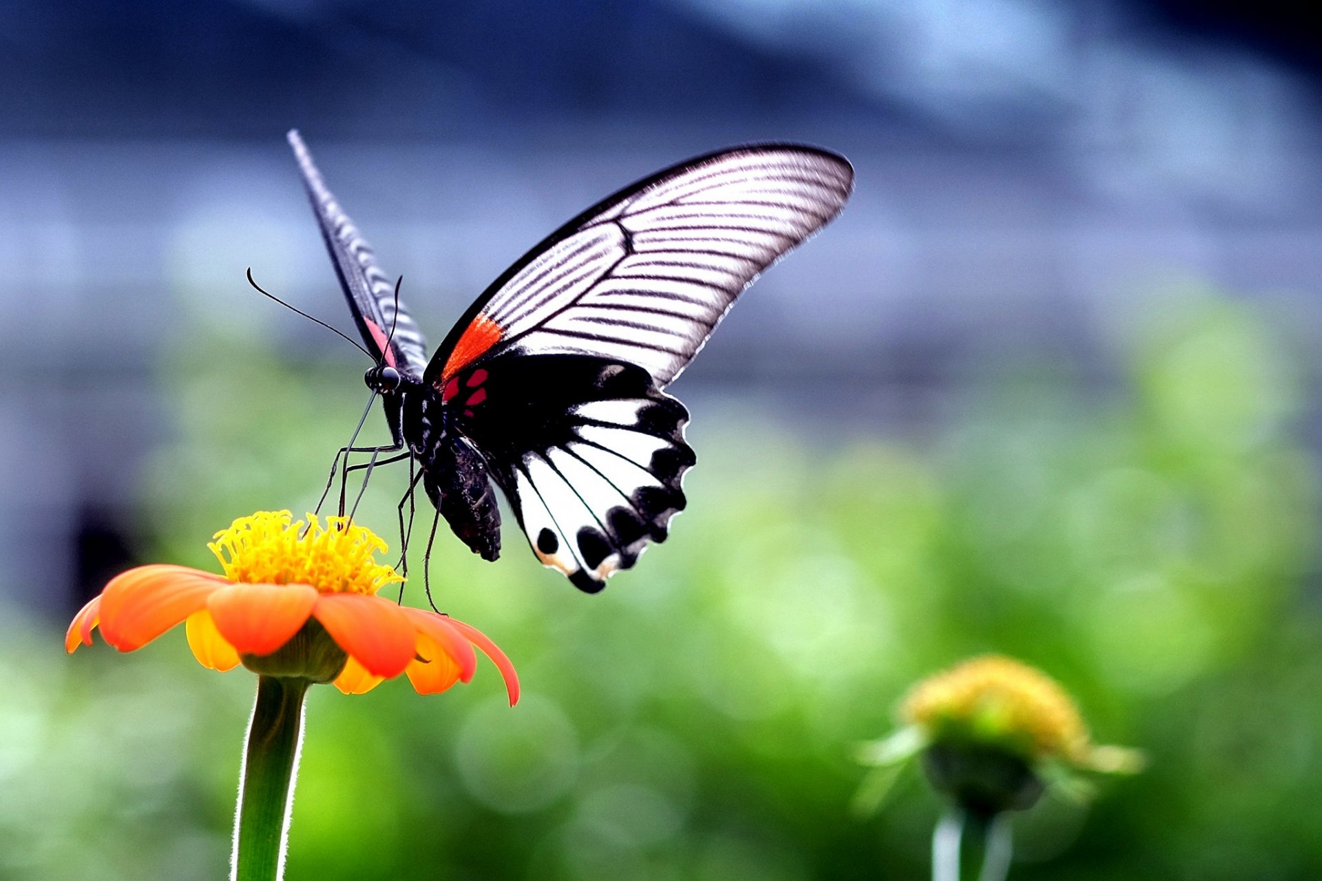 butterfly moth insect wings flower nature plant