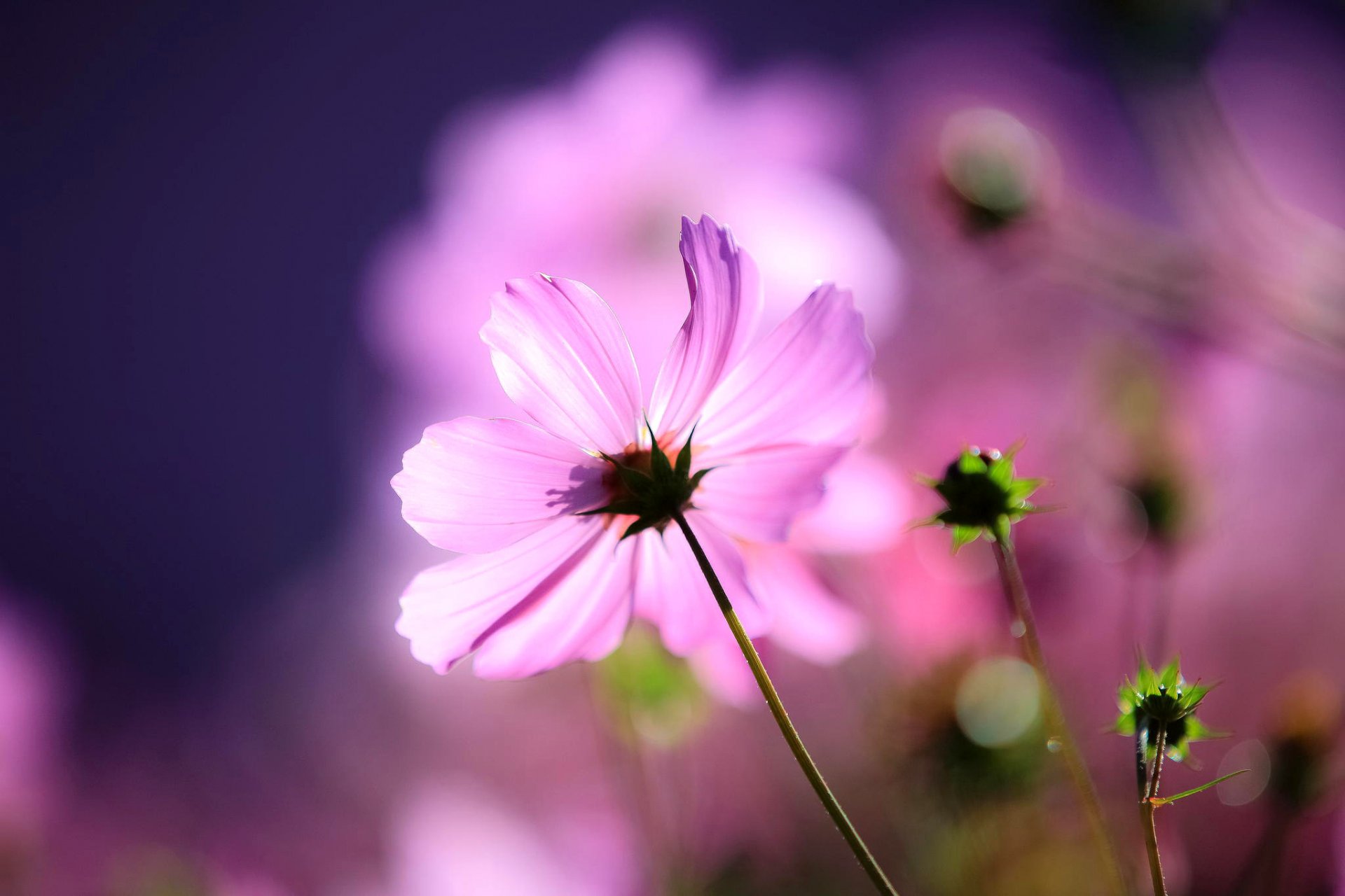 cosmea flor brotes macro luz fondo