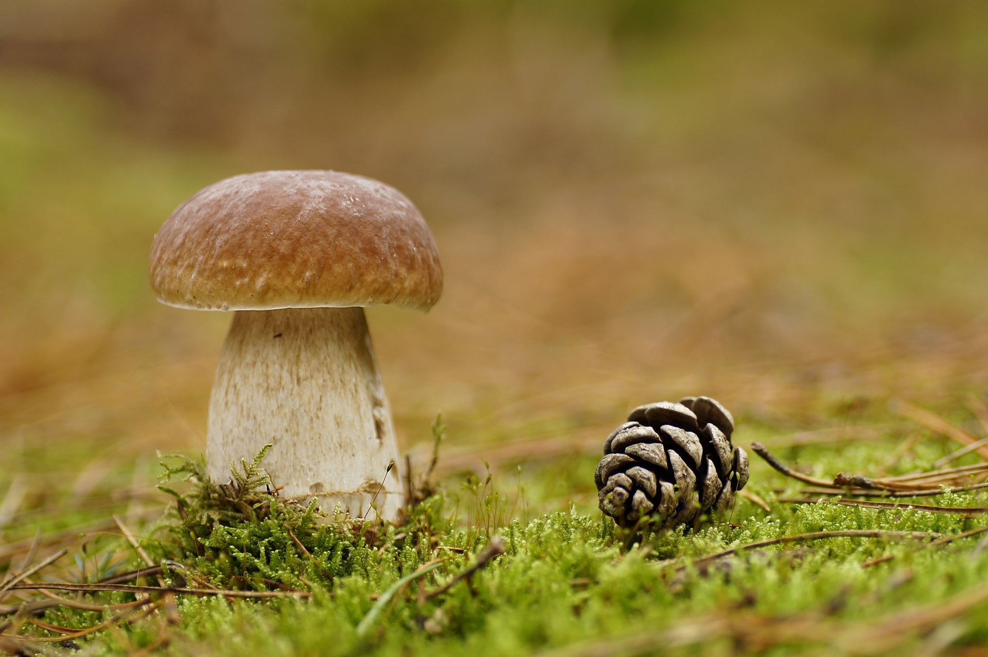 pilz kegel moos wald makro