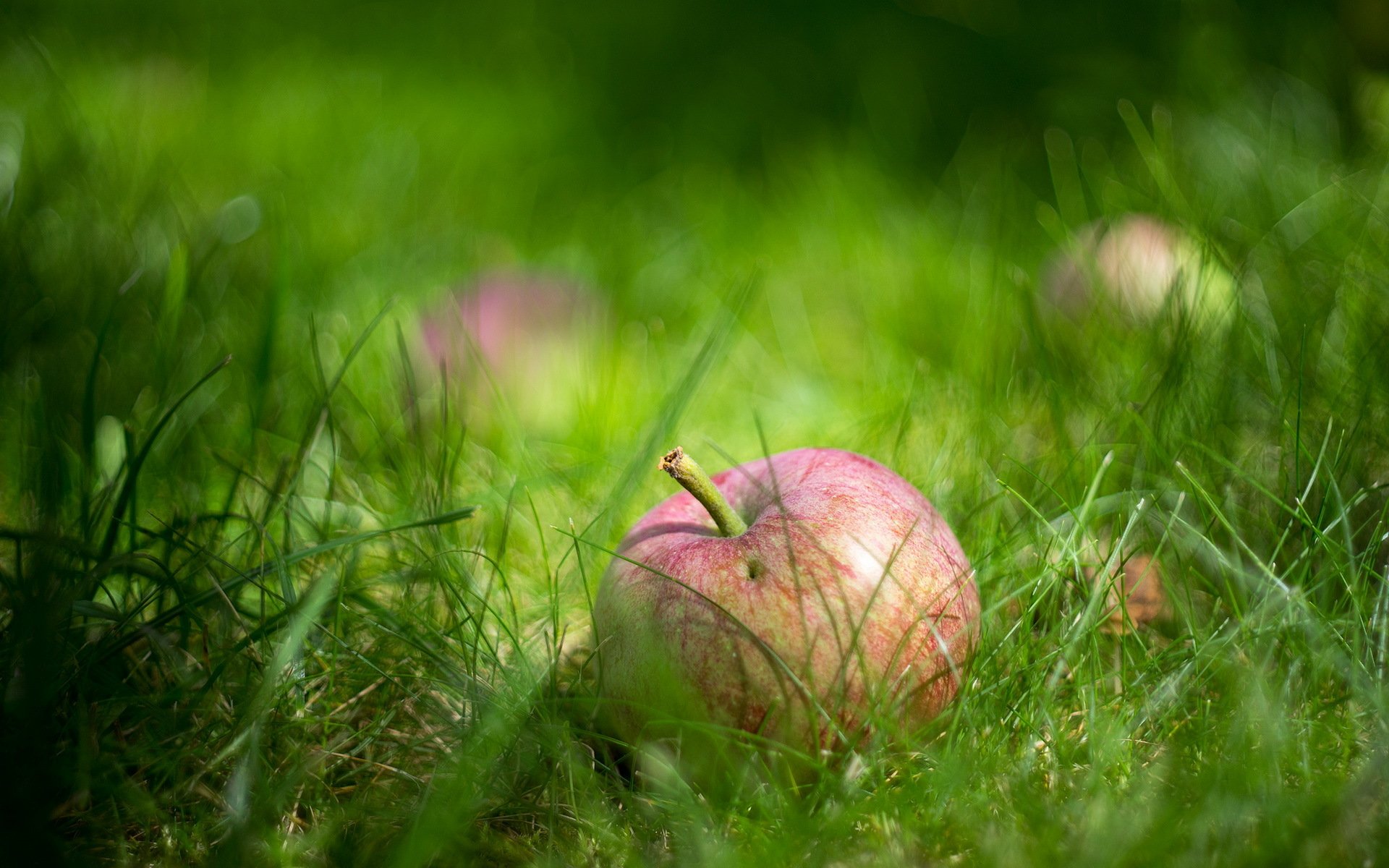 apple grass close up