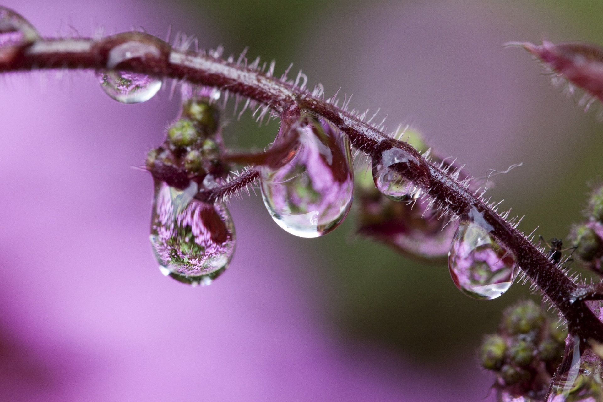 drops close up