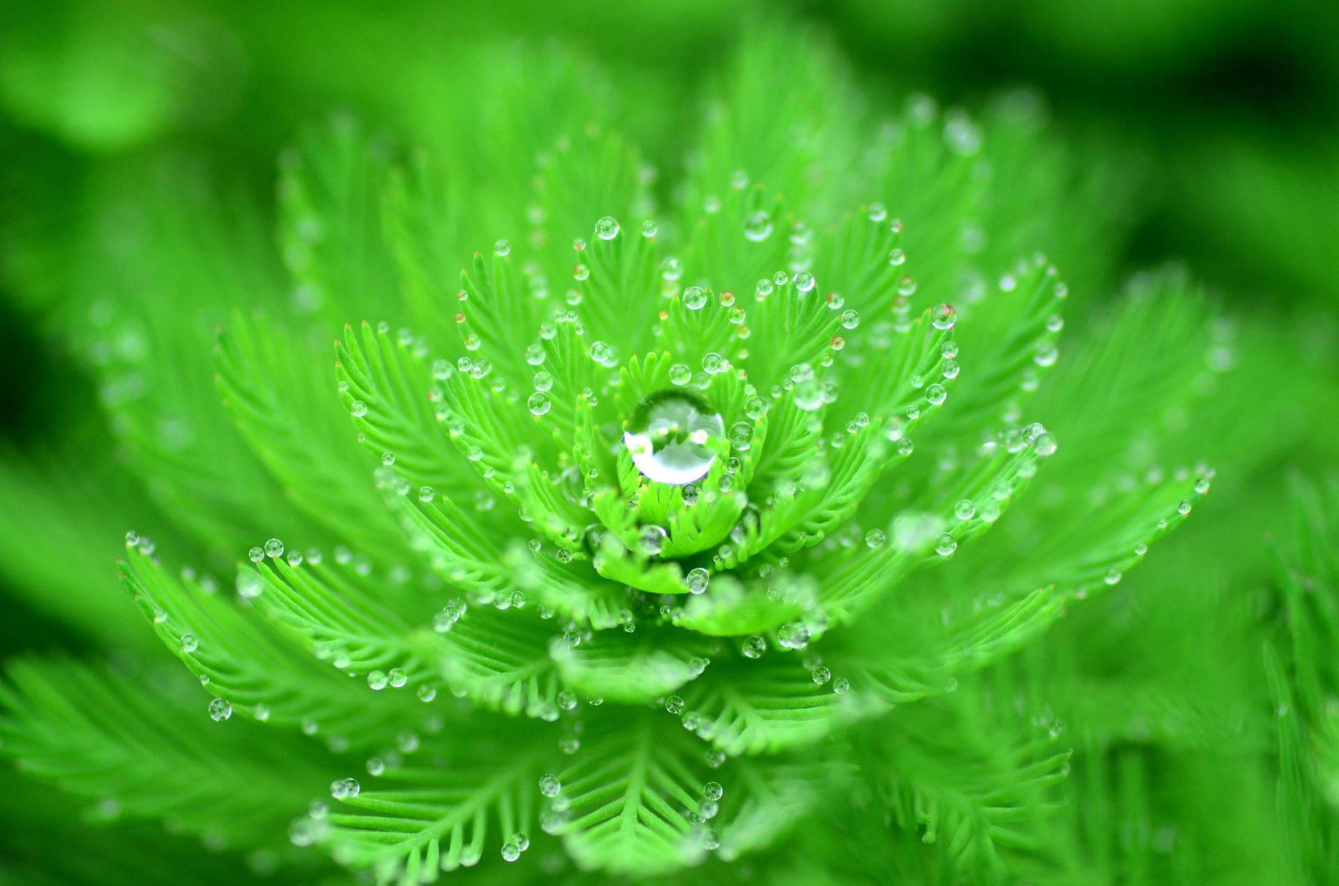 plant leaves drops rosa water nature