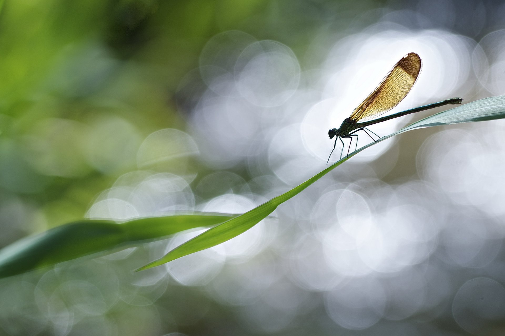 planta hojas libélula reflejos bokeh