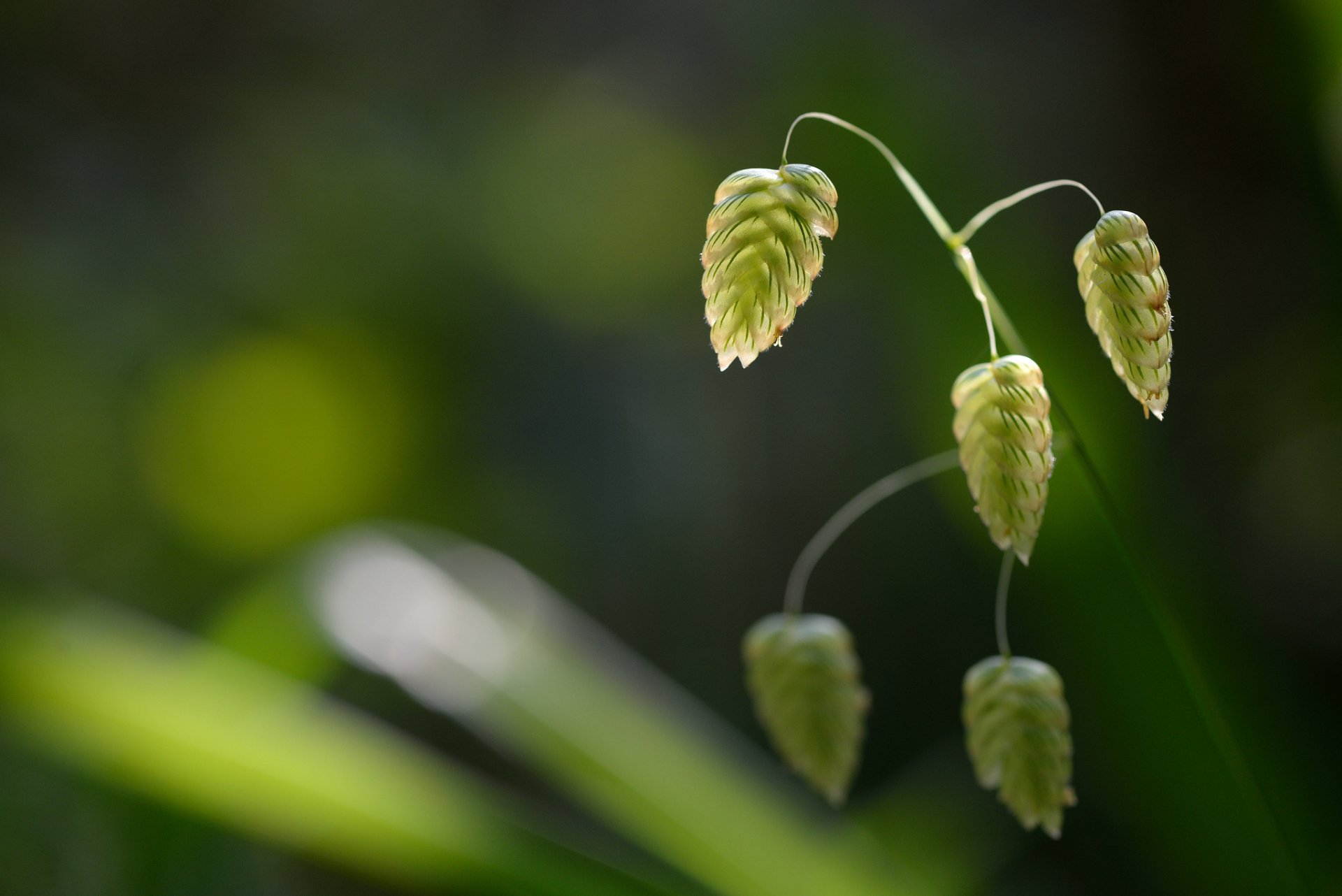 branch spikes blur