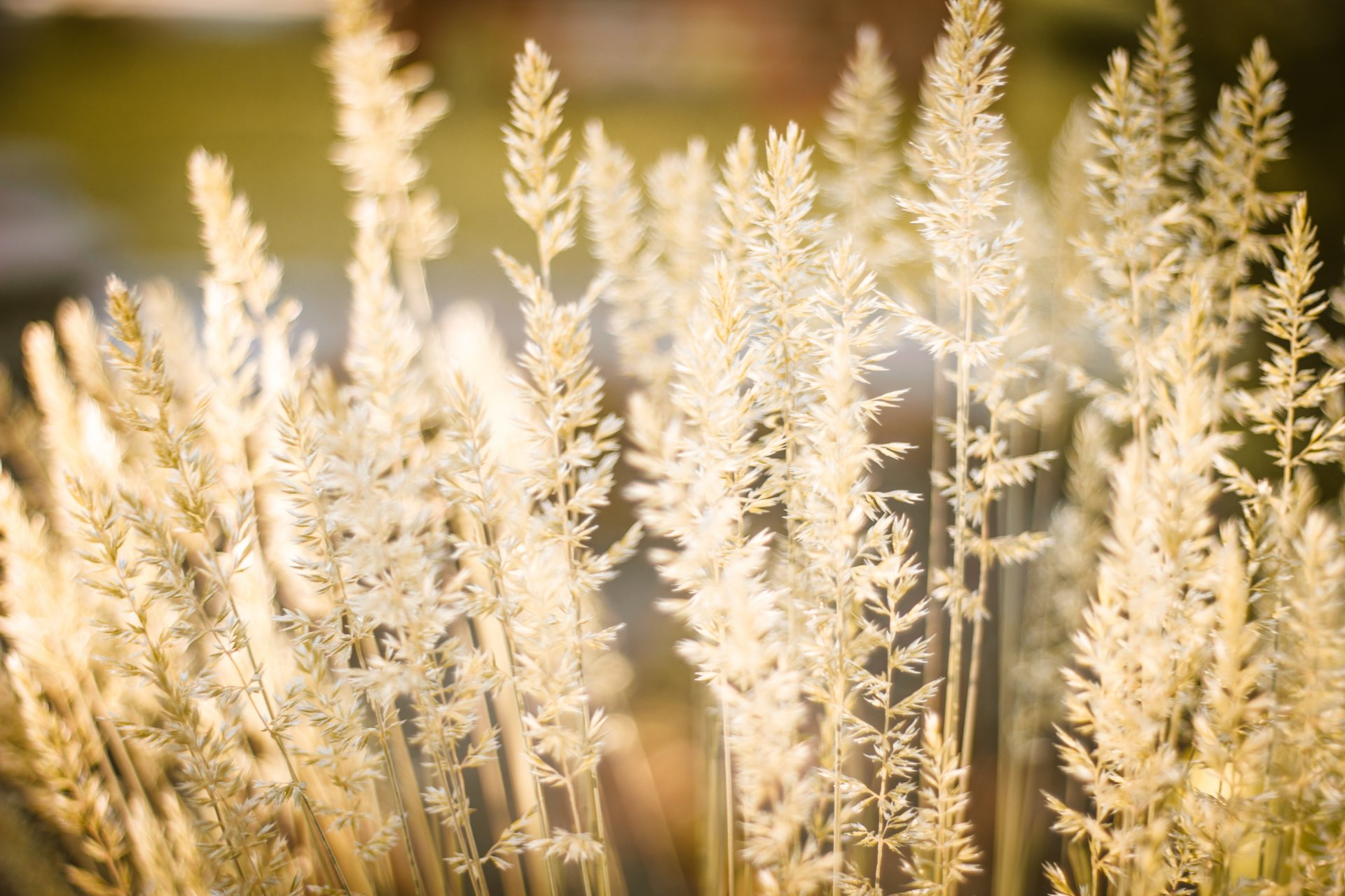 nature grass ears close up