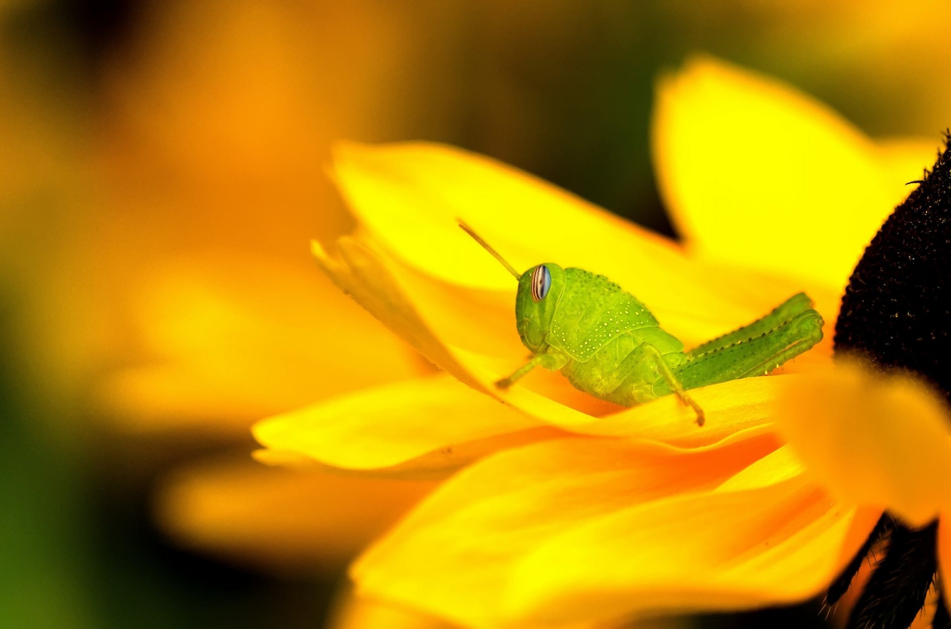 flor amarillo rudbeckia saltamontes verde