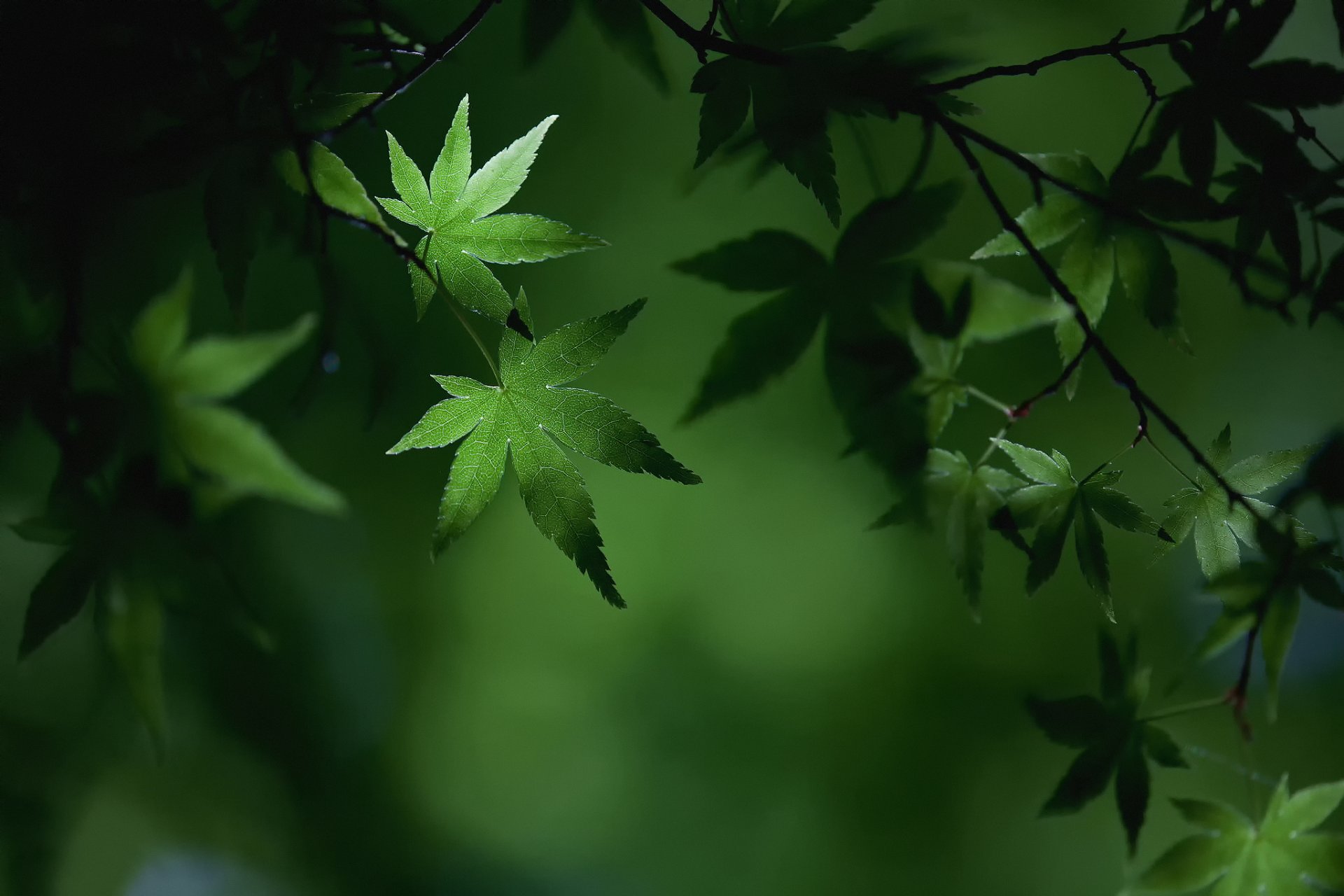 close up summer foliage branche