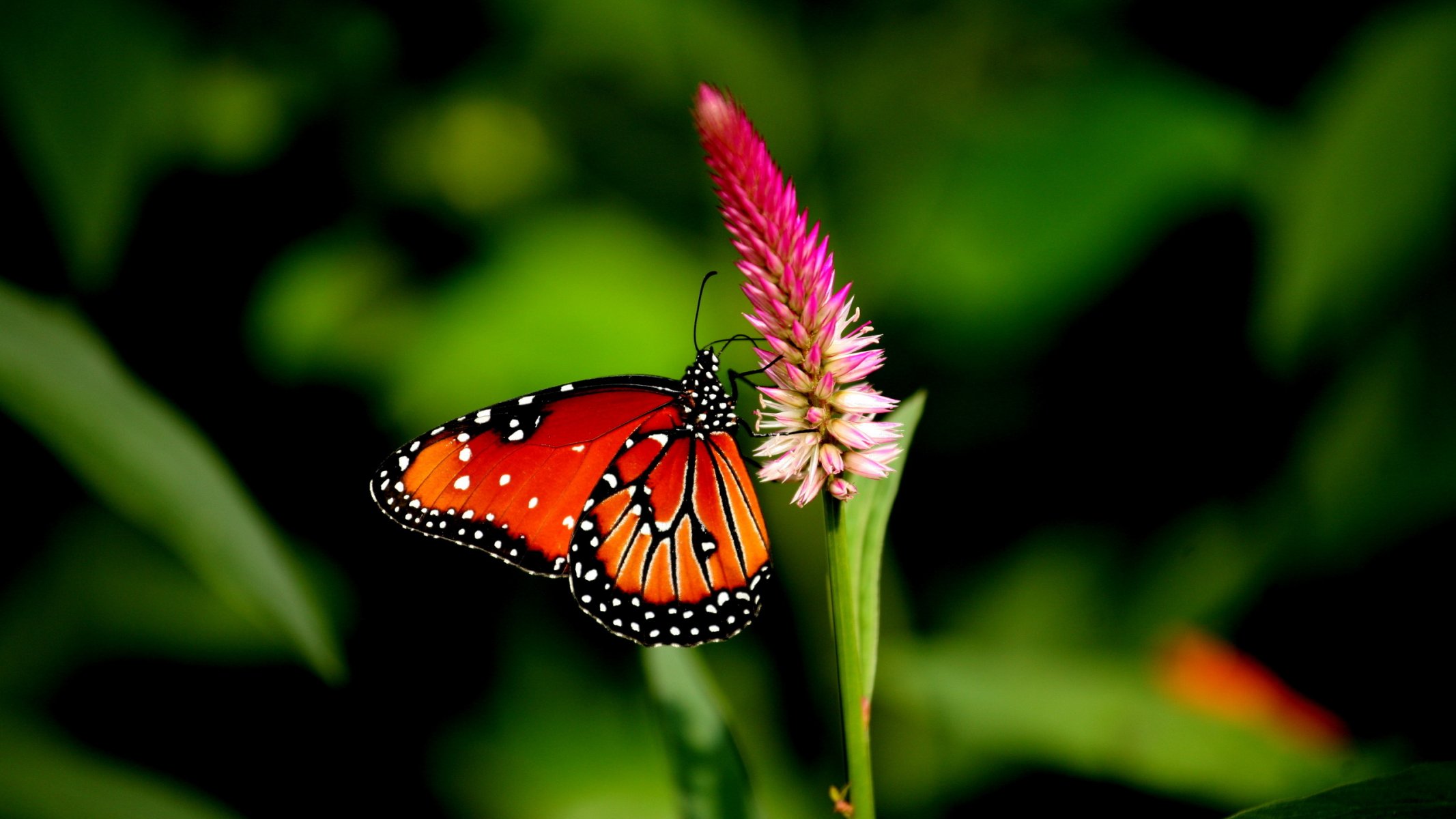 butterfly flower petals supplies the field wing