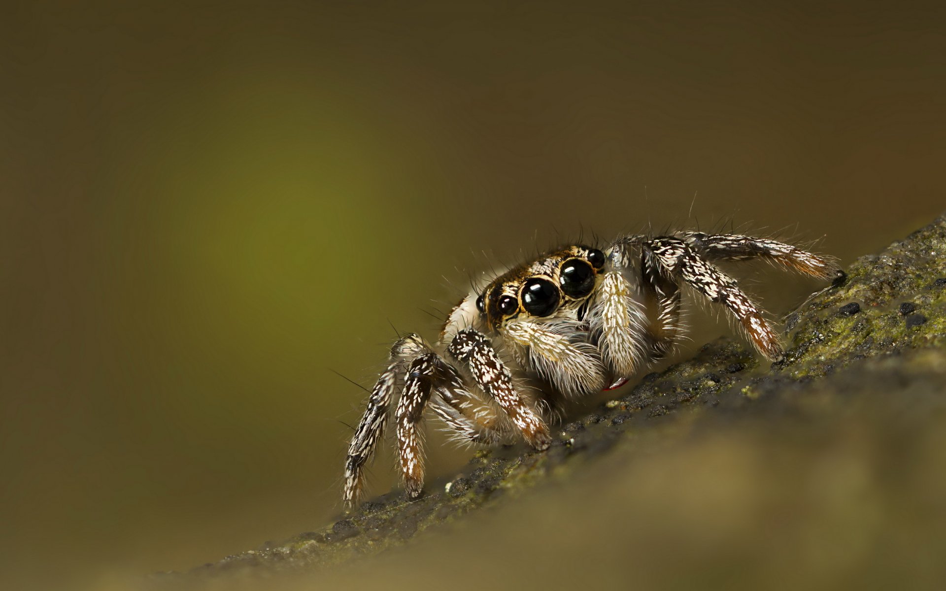 araignée jumper jumper fond