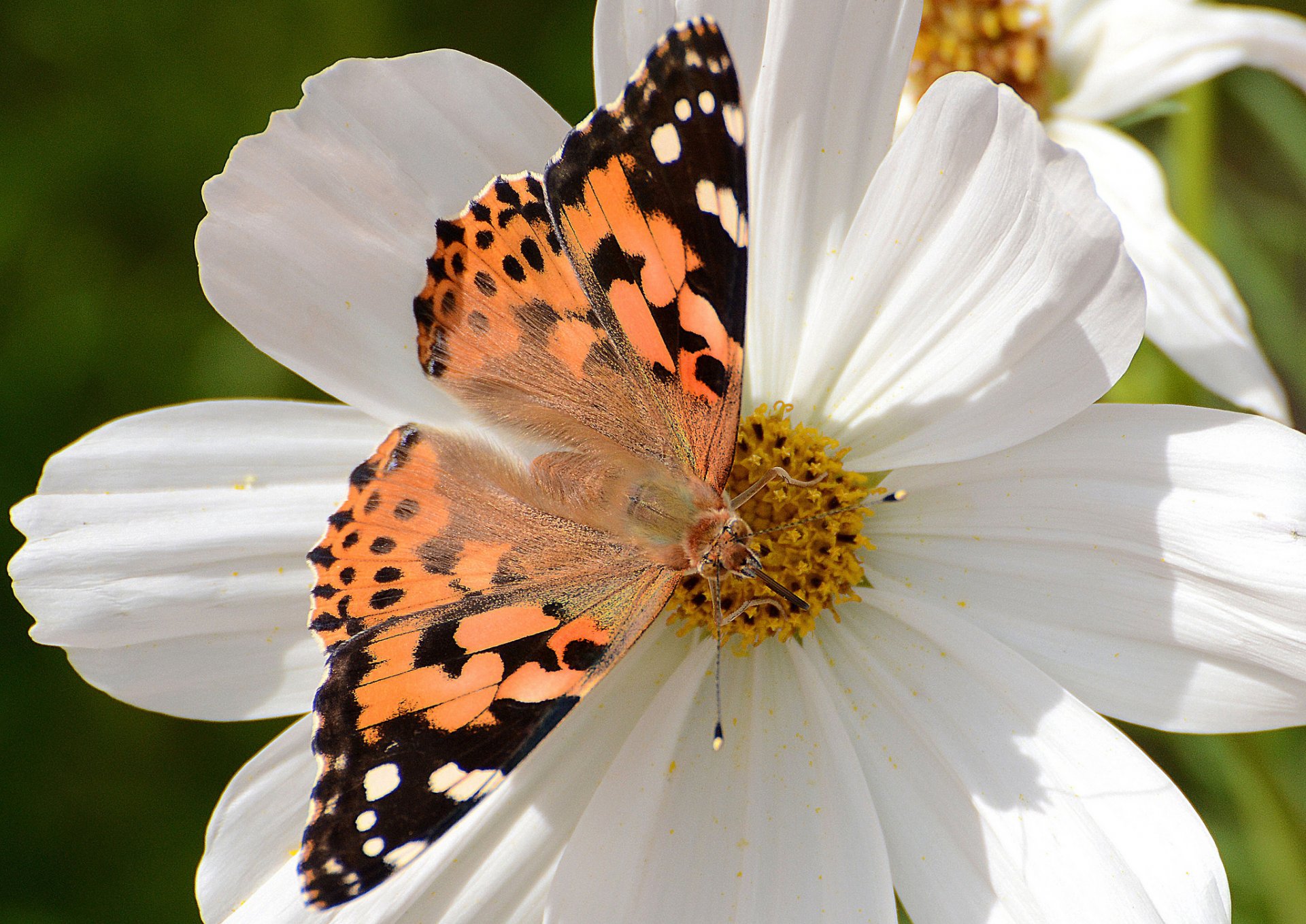 klette distel vanessa distel schmetterling blume kosmea makro