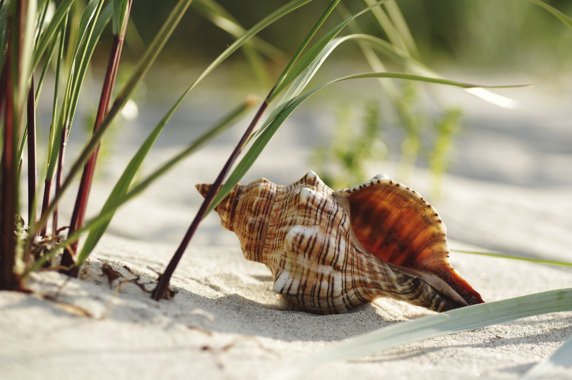 rapan muszla plaża trawa piasek