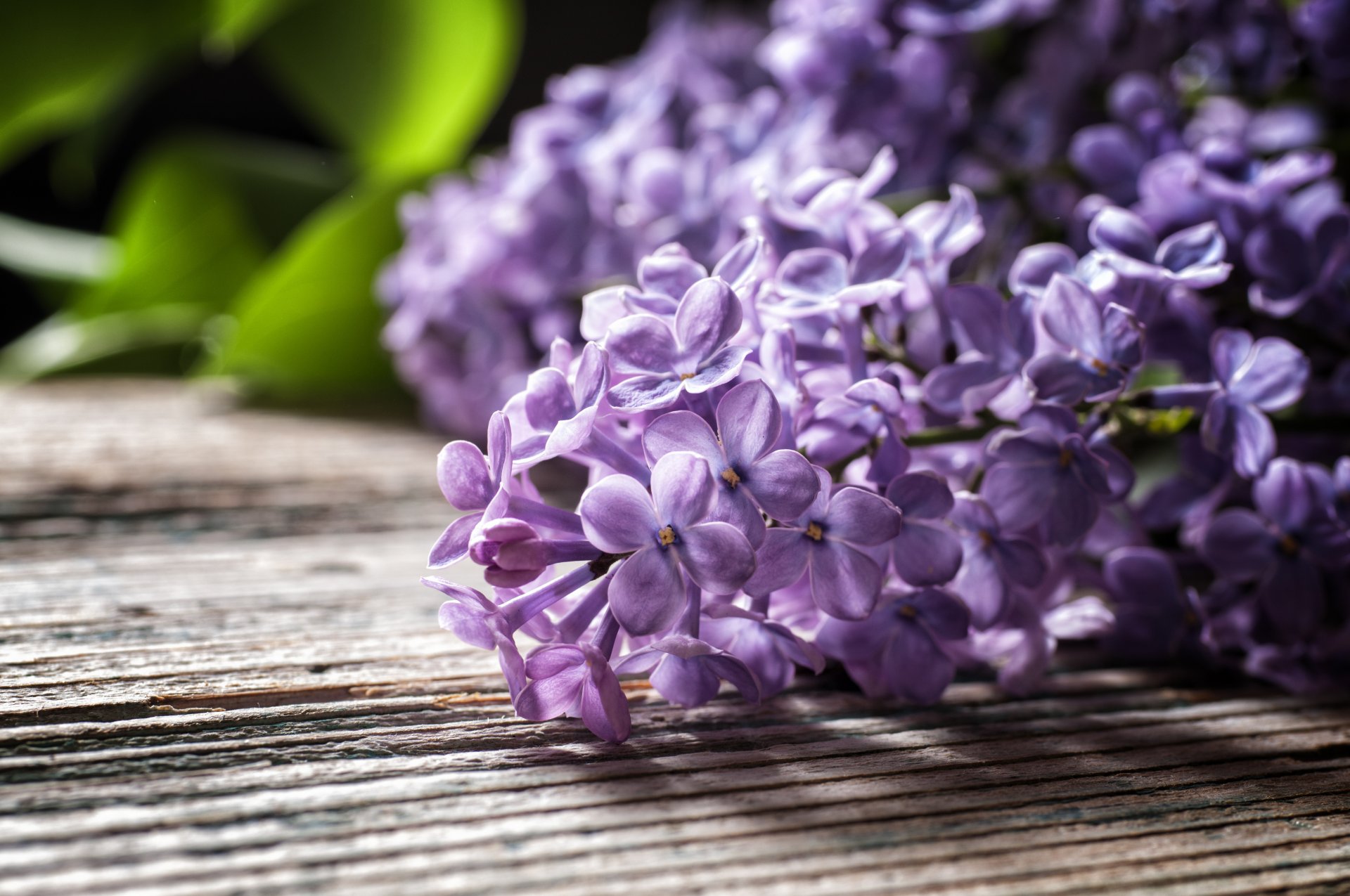 table lilac branch leave