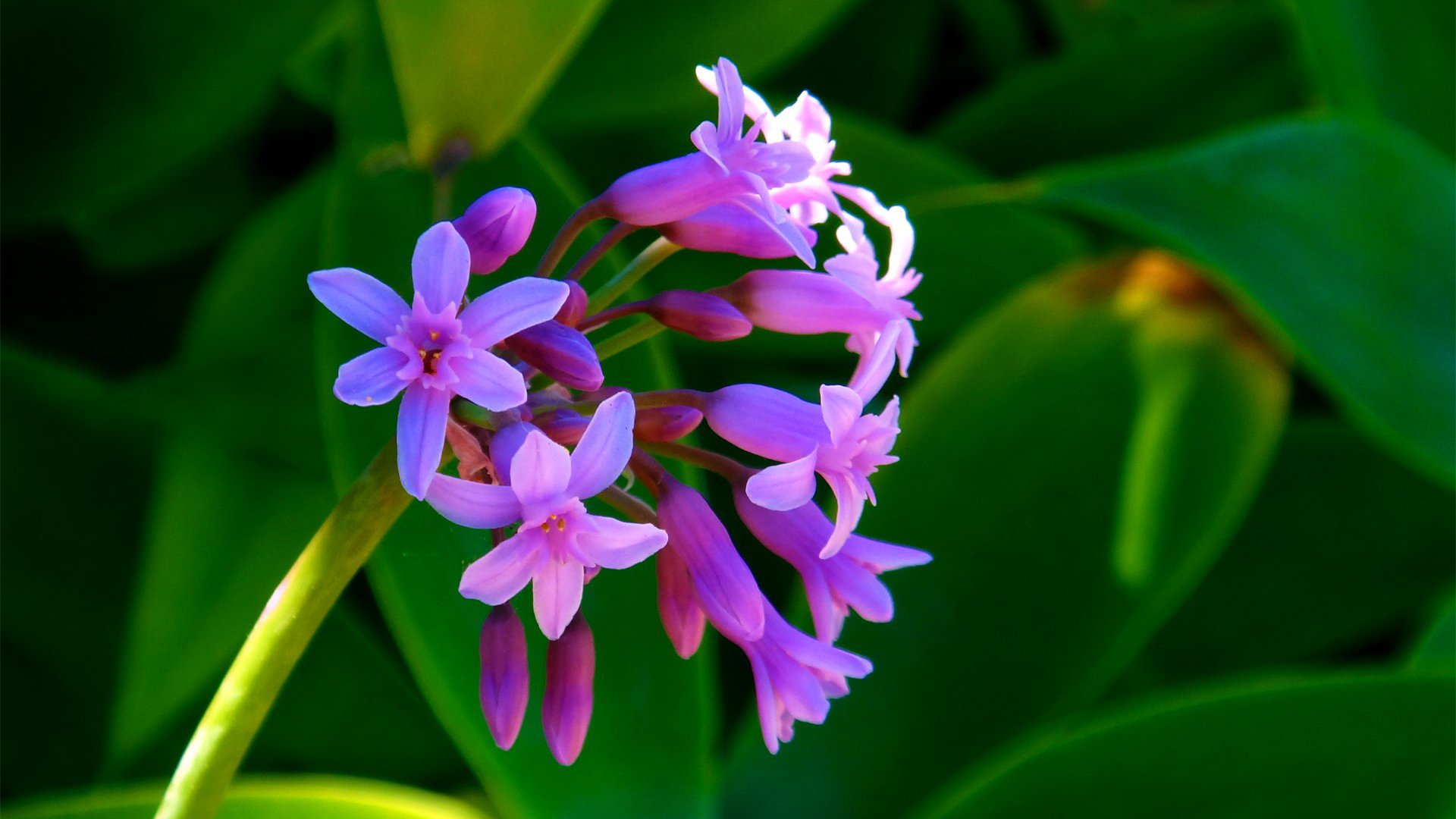 fleurs pétales tige feuilles jardin