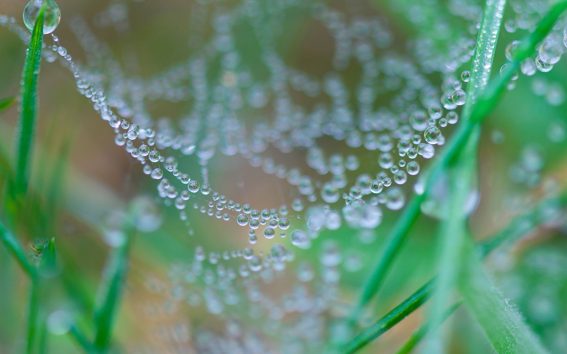 hierba naturaleza telaraña telaraña gotas rocío