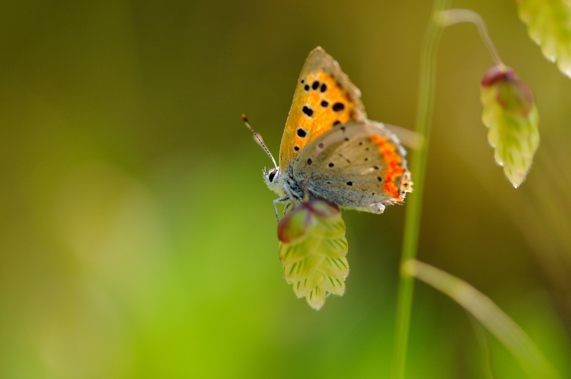 mariposa macro alas insecto planta moteado