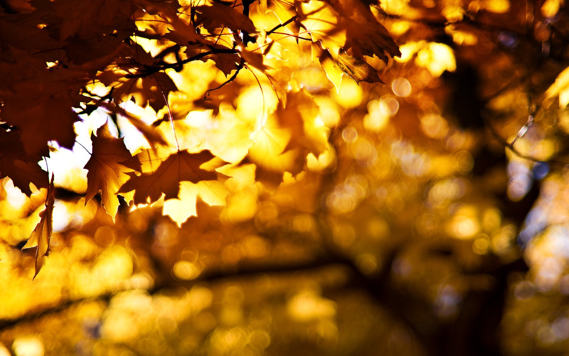 blätter herbst zweige bokeh