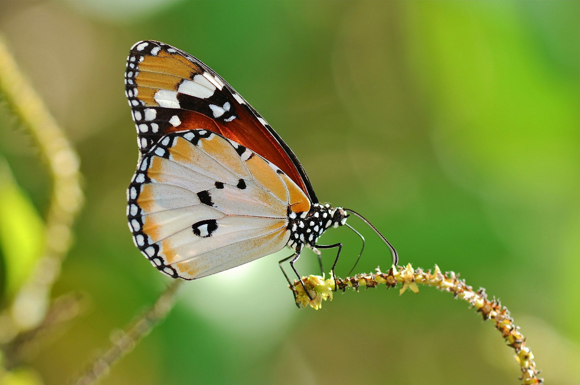 plant butterfly background