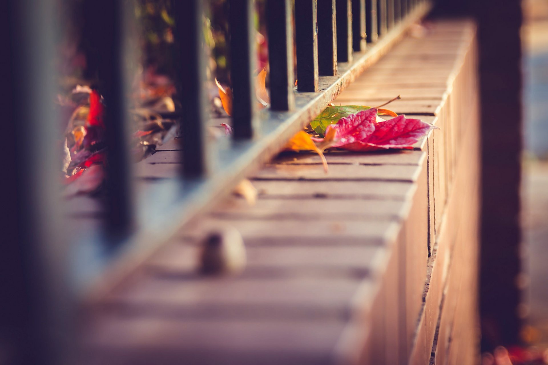 fence fence rods leaves macro autumn nature