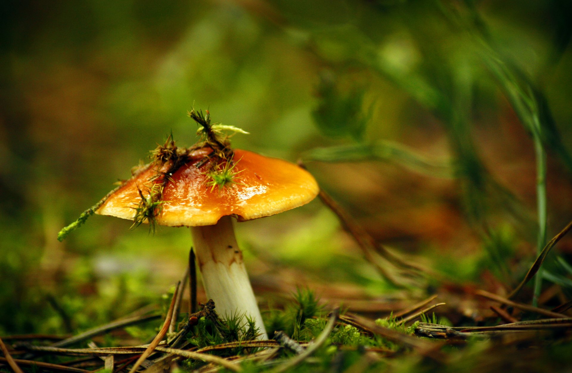 mushroom suillus moss bokeh gra