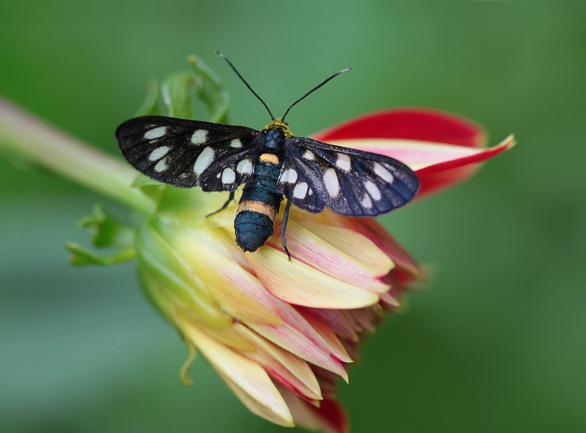 schmetterling blume dahlie makro