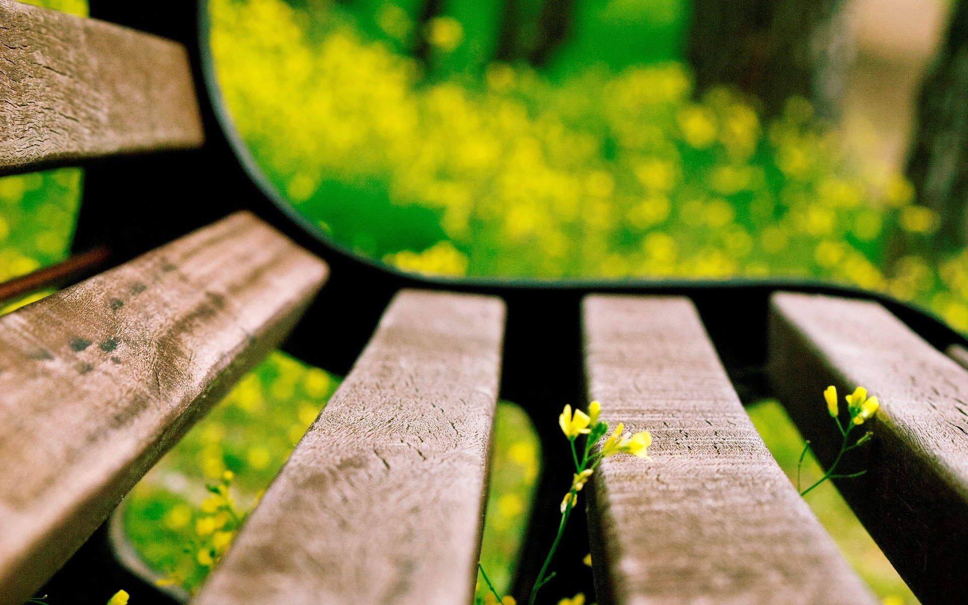 macro bench bench bench flower flower flowers yellow bokeh blur macro poster background wallpaper widescreen fullscreen widescreen widescreen