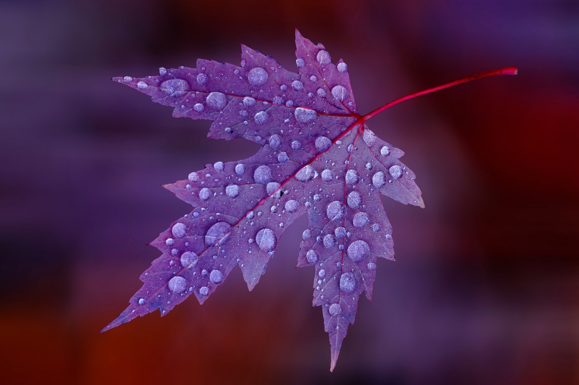 heet maple drops rosa water flower