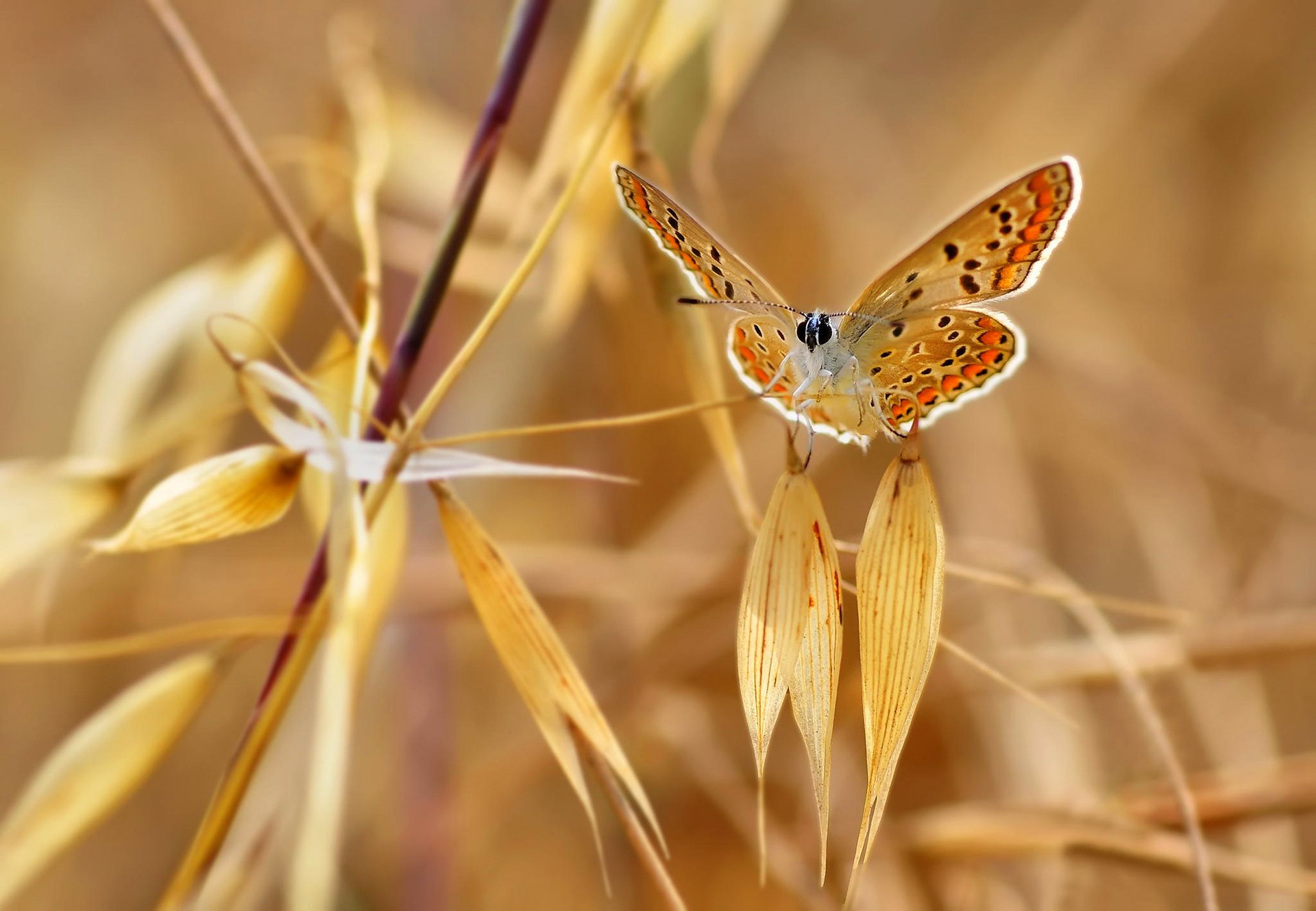 natur schmetterling pflanze blätter herbst motte