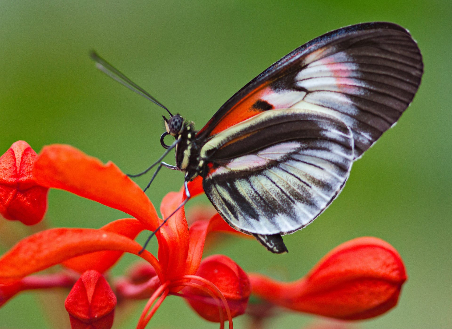 schmetterling flügel blume motte insekt pflanze