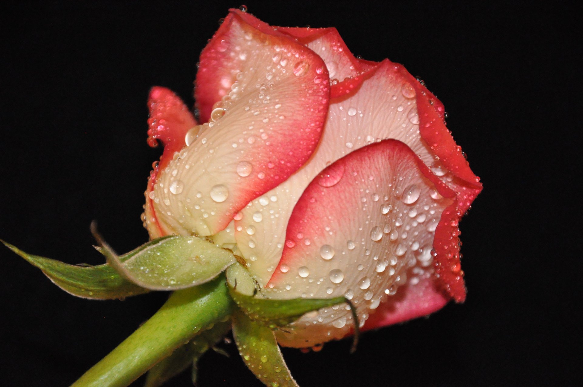 fleur rose bourgeon pétales gouttes rosée eau