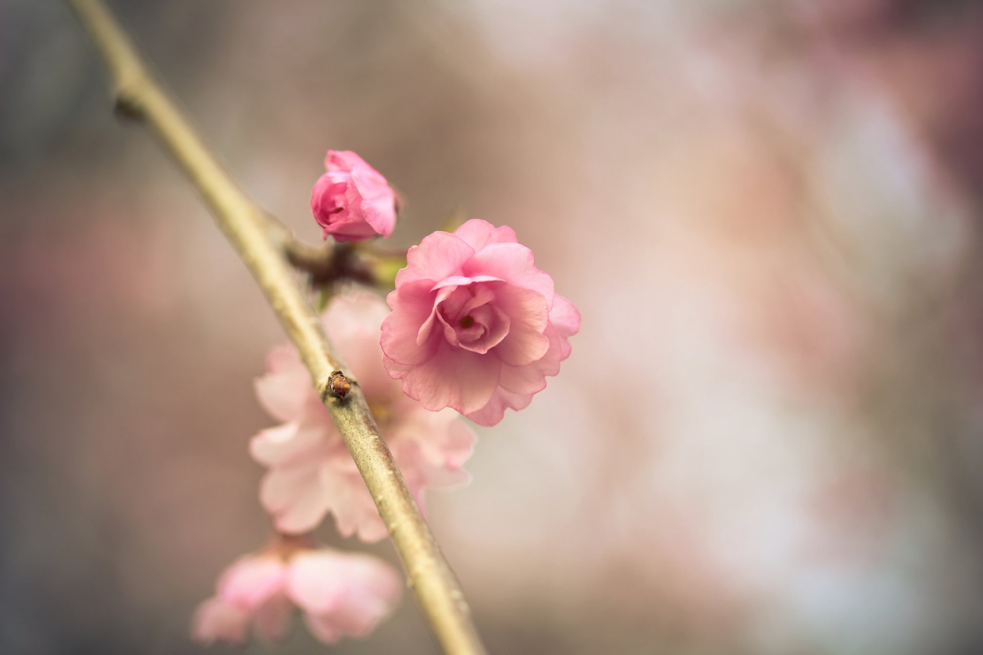 akura flower pink branch spring bokeh close up