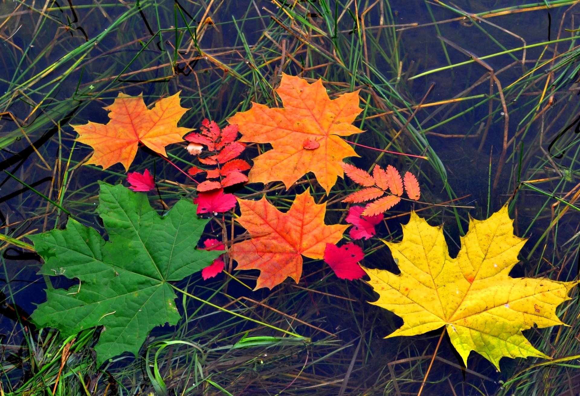 feuilles érable automne couleur eau