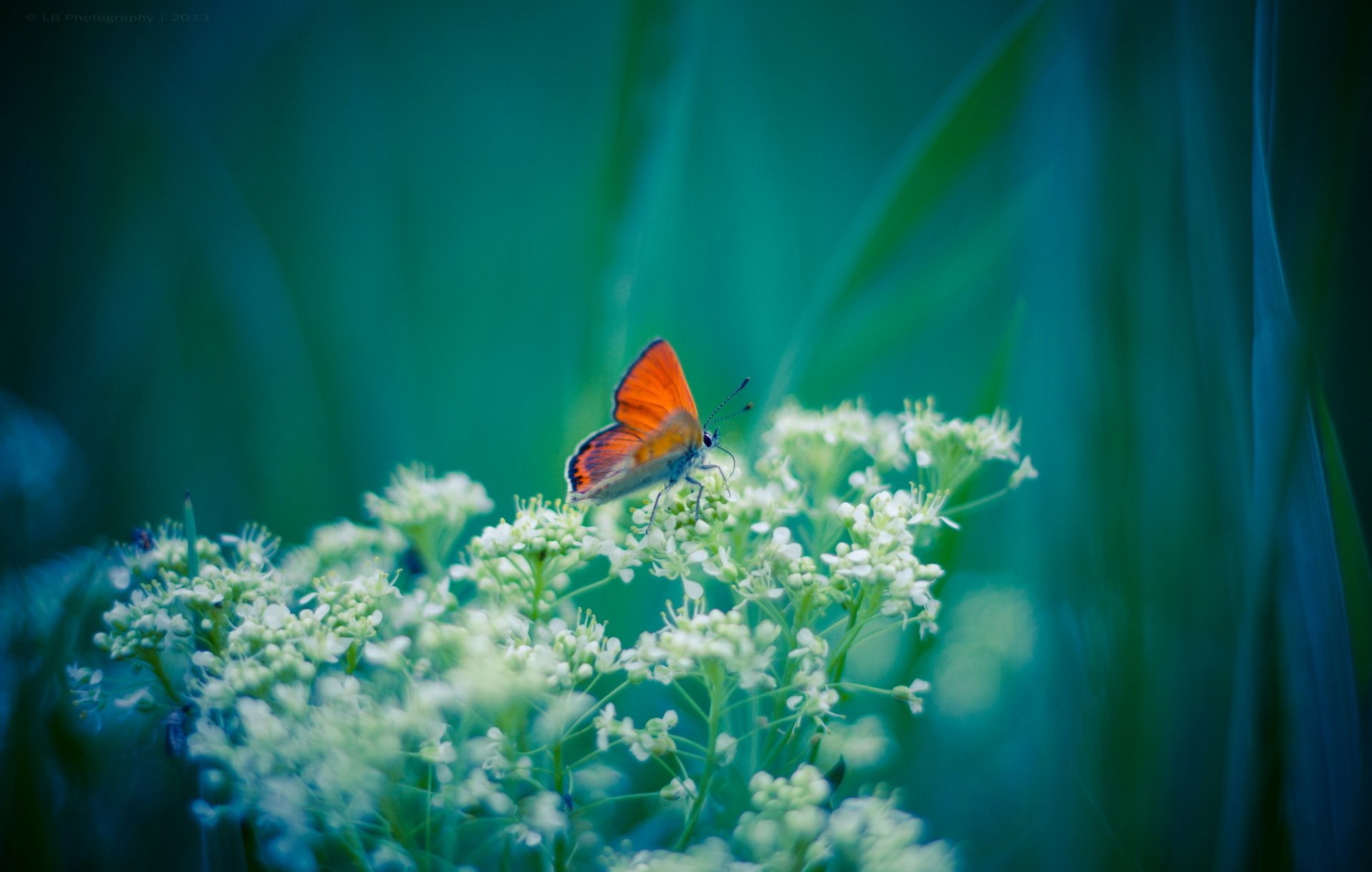 planta flores blanco mariposa naranja fondo