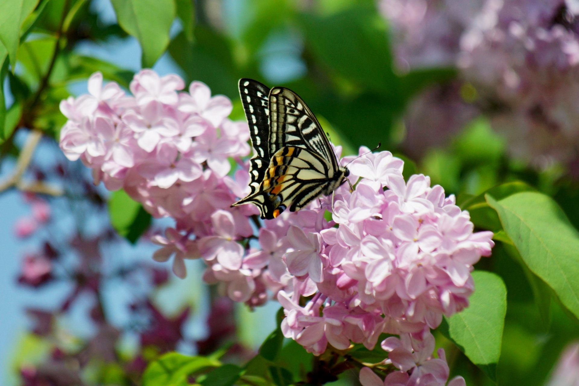 frühling makro blumen flieder schmetterling