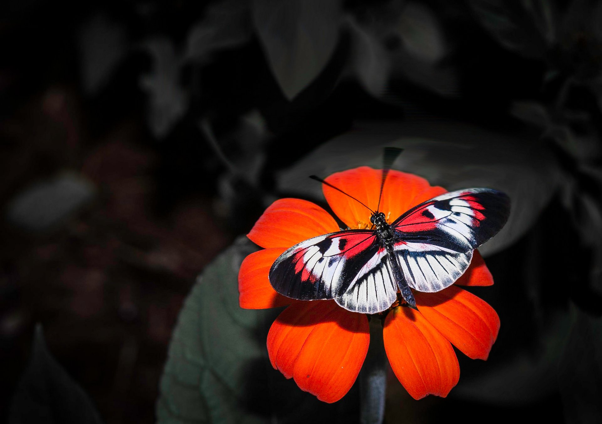 flor pétalos mariposa insecto alas