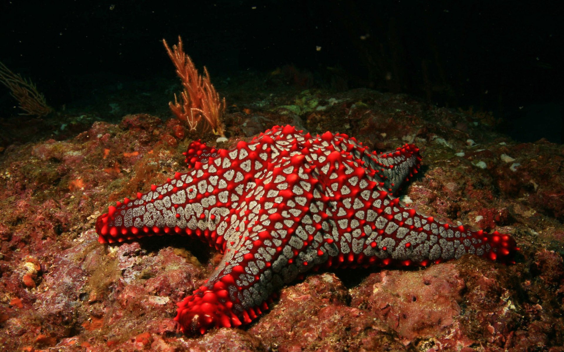 rojo mar estrella fondo submarino mundo