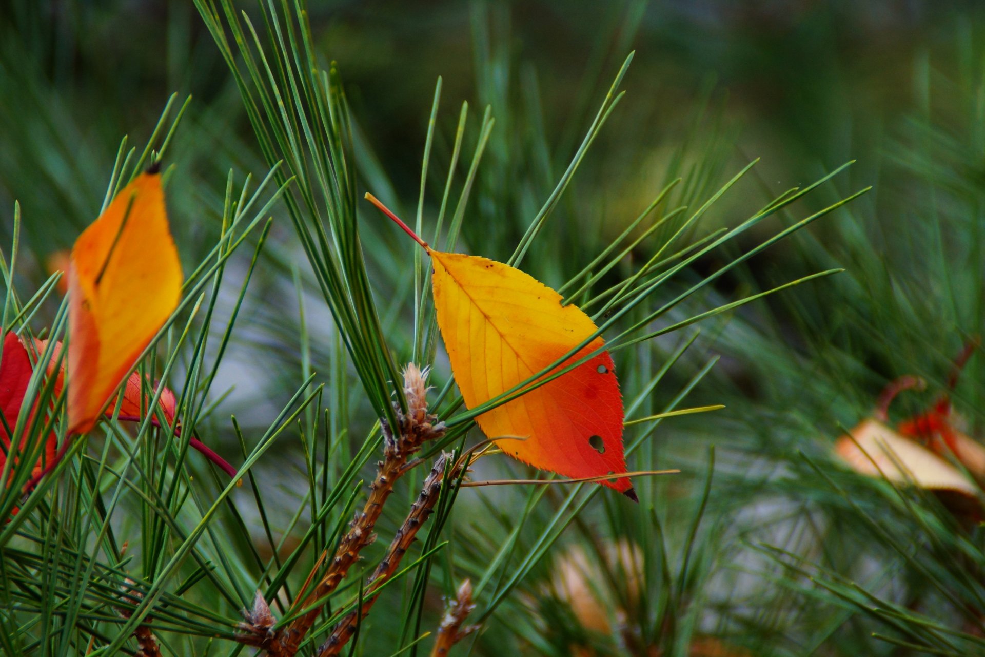 needles needle leaves autumn