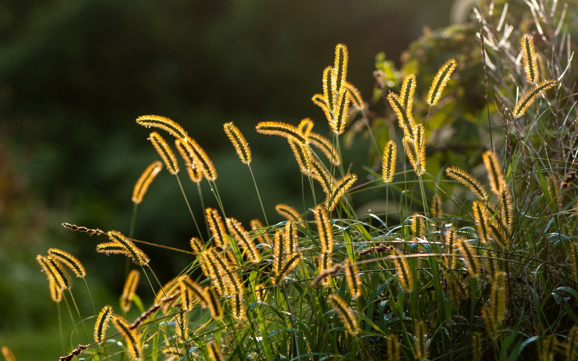 grass close up nature summer