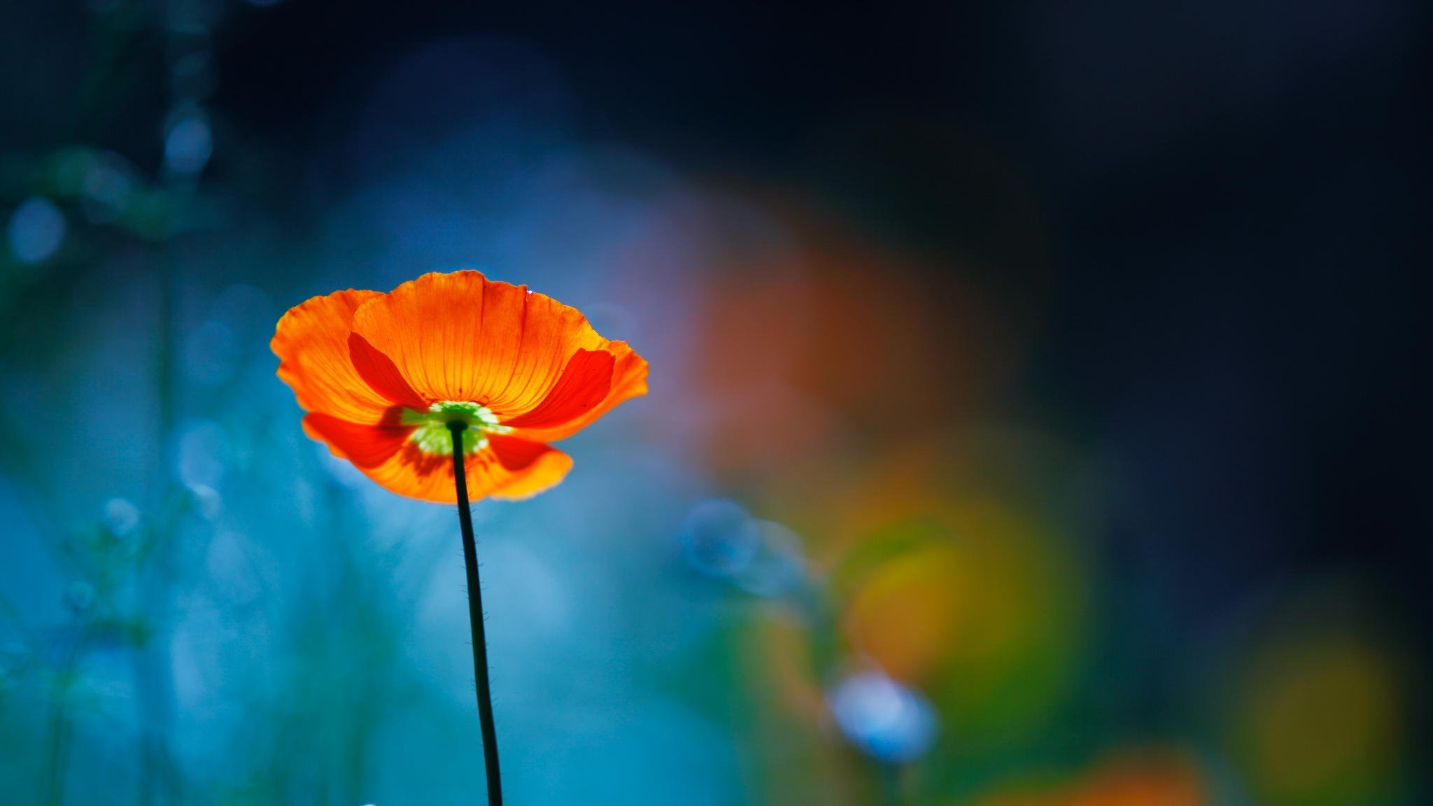 blume mohn rot fokus unschärfe makro