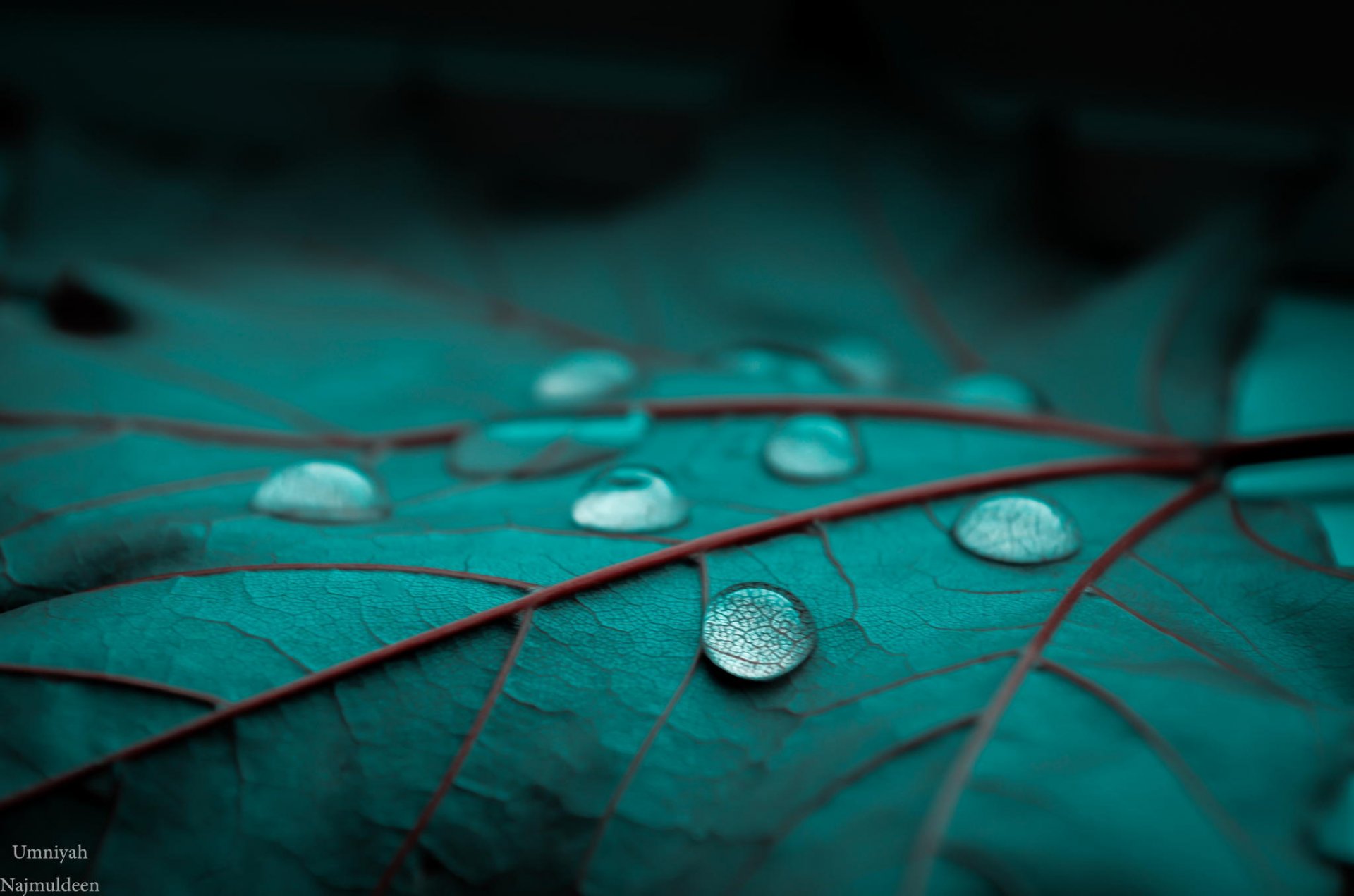 feuille vert rosée gouttes gros plan