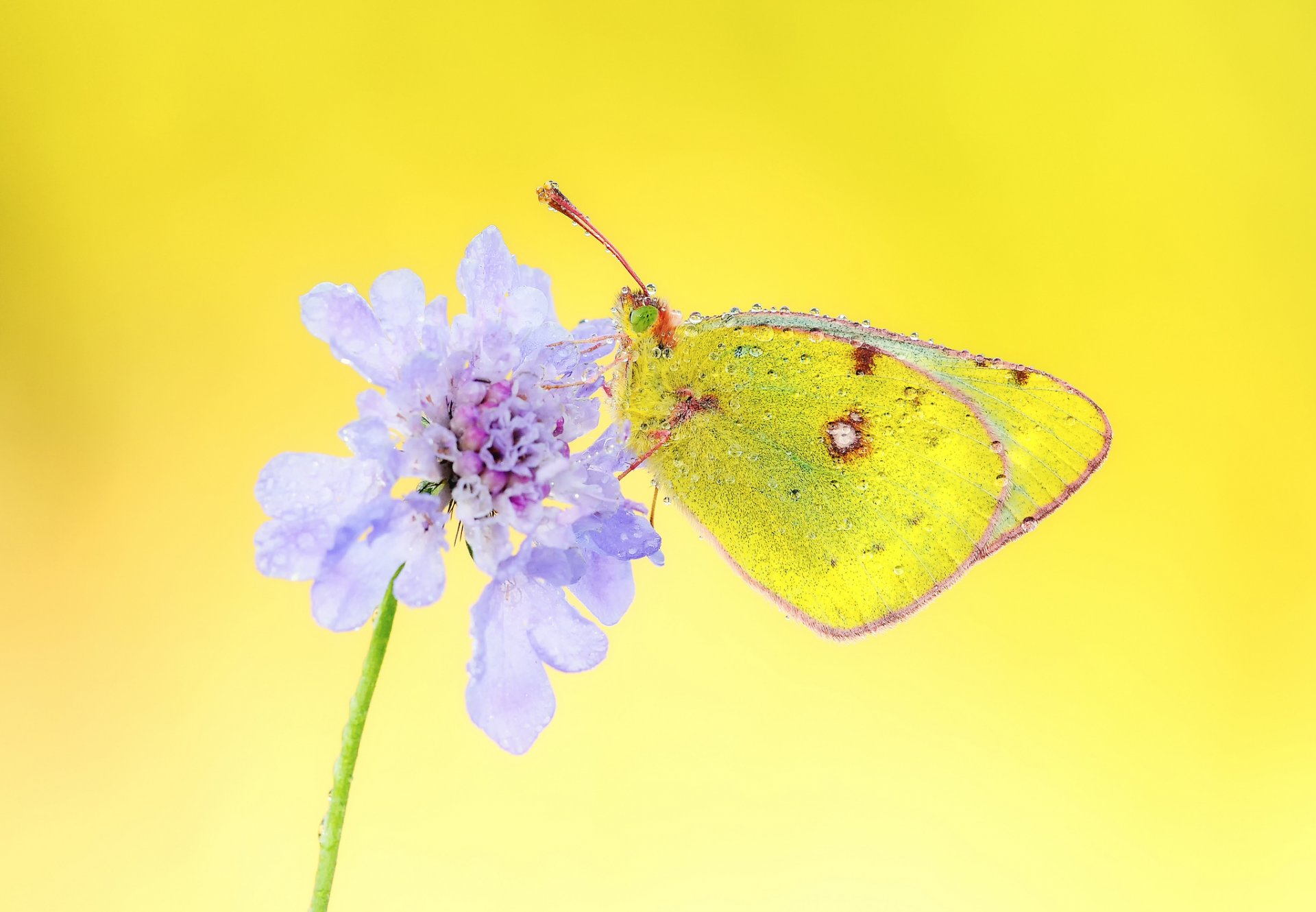 fiore lilla farfalla goccioline d acqua rugiada sfondo