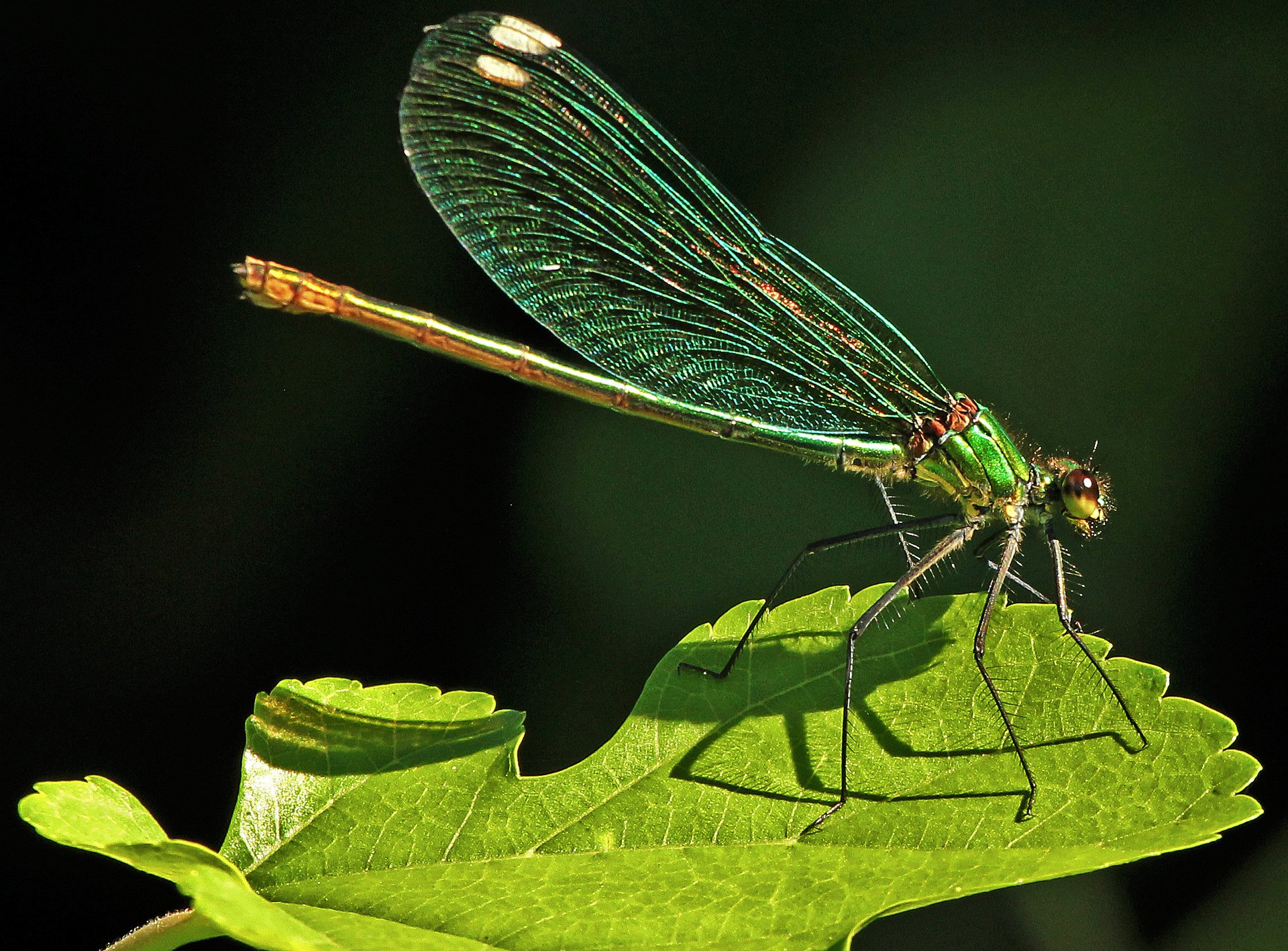 libelle insekt blatt natur