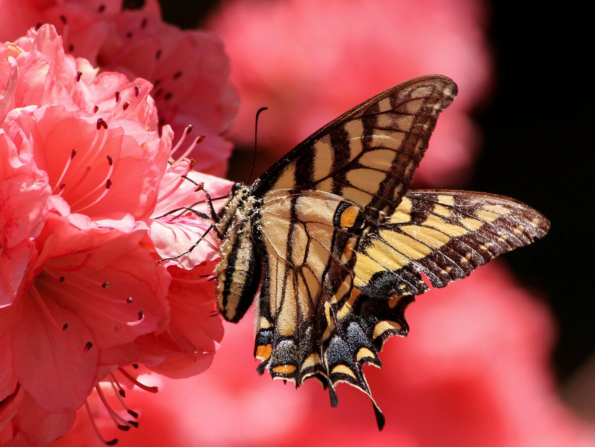 blume schmetterling blütenblätter motte insekt